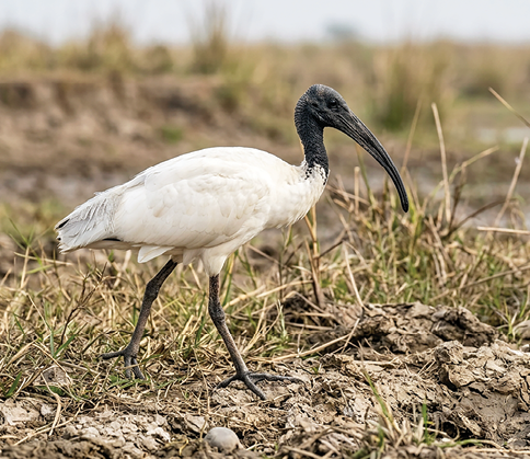 Black-headed Ibis (Threskiornis melanocephalus)