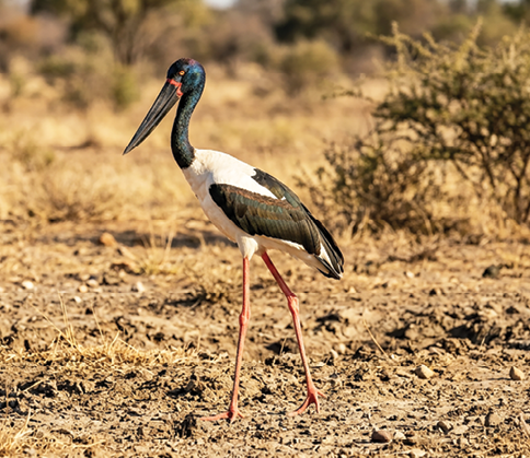 Black-necked Stork (Ephippiorhynchus asiaticus)