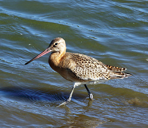 Black-tailed Godwit (Limosa limosa)