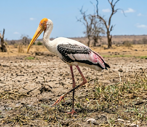 Painted Stork (Mycteria leucocephala)