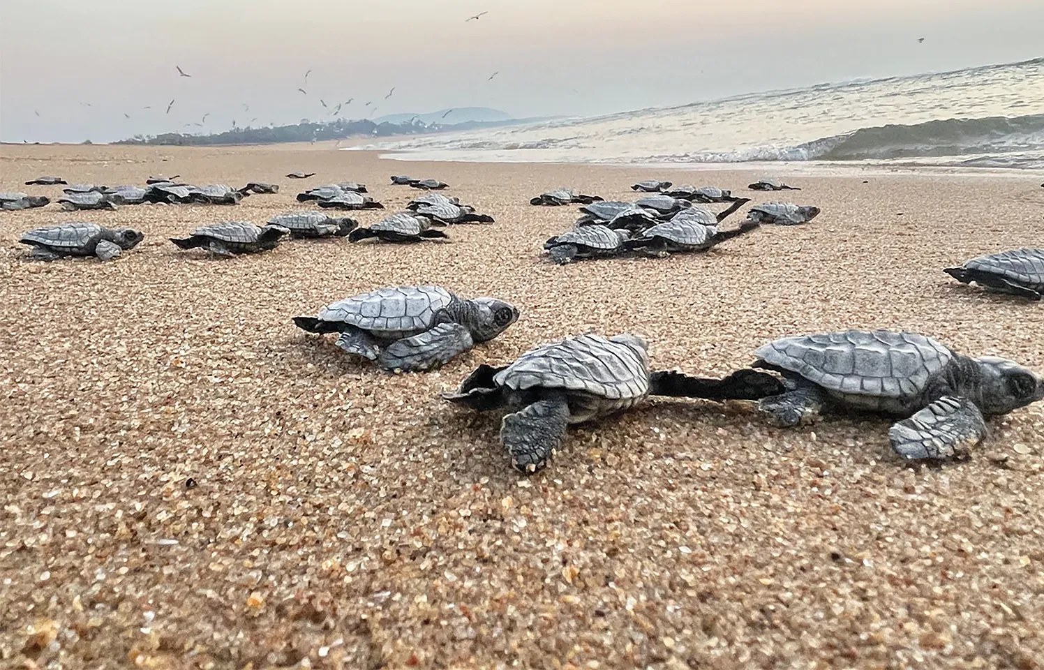 Sea-turtle hatchlings making their way across the beach to the sea
